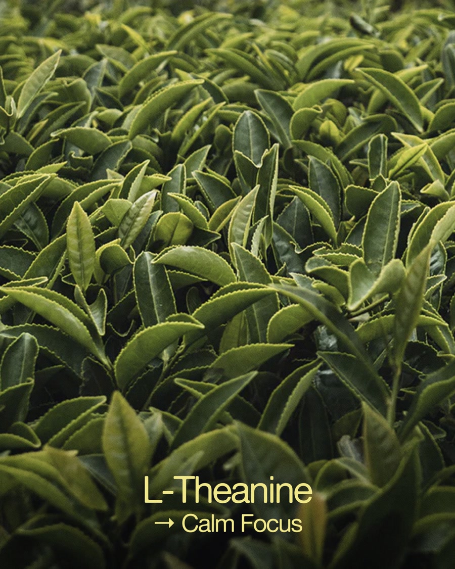 L-Theanine